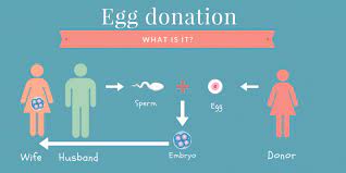 Egg donation requirement & egg donor testing. Egg Donation Everything You Need To Know Dunya Ivf Fertility Clinic
