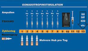 Zt nachsehen, ob und wieviele eibläschen wachsen. Stimulationsbehandlung Mit Clomifen Gonatropine Ablauf Wirkung