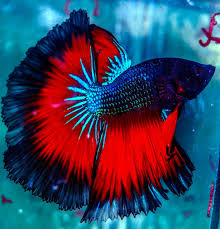 Beauty Of The Betta Fish Betta Fish Betta Aquarium Fish