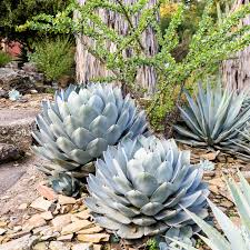 Image result for Agave