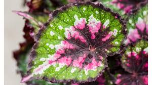 Herbaceous perennial, usually grown as a houseplant. Blattbegonie Pflegen Die Pflege Der Begonia Rex