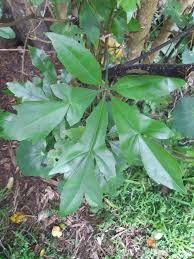 Image result for Cussonia spicata