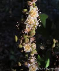 Image result for Glenniea