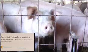 De vanzare porci de 100 110 kg accept schimb cu porumb sau lemne carei 153554 anunturi carei. Porci Din Zonele Cu PestÄ ScoÈi La Vanzare Pe Internet