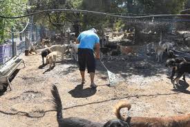 Cesme De Her Yil 30 350 Cins Kopek Sokaga Terk Ediliyor