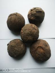 Image result for Buchholzia