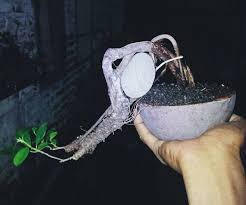 Image result for Premna mooiensis