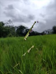 Image result for Urochloa dictyoneura