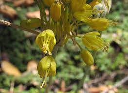 Use these flowers that attract hummingbirds to create an amazing hummingbird habitat in your backyard. Favorite Yellow Flowered Bulbs Pacific Bulb Society
