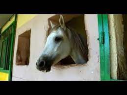https www youtube com watch v zrg2clduq7w feature share horses animals feature