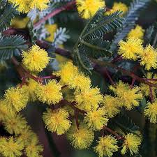 See more ideas about acacia baileyana, acacia, plants. Acacia Baileyana Purpurea Van Meuwen