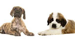Saint dane (great dane x saint bernard). Great Dane St Bernard Mix Is This Giant Crossbreed A Good Pet