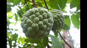 شریفہ Custard Apple Complete Guide From Planting To Harvesting At Home Sweetsop Hindi Urdu Youtube
