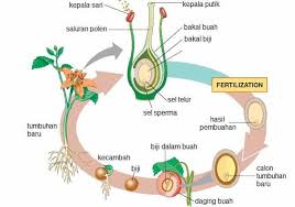 Kepopuleran bunga mawar itu telah ada sejak zaman dahulu kala. Perkembangbiakan Generatif Tumbuhan Pengertian Dan Contohnya Rumushitung Com