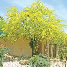 Native to the sonoran desert, the palo verde tree is arizona's official state tree. Museum Palo Verde No Thorns Texas Landscaping Central Texas Landscaping Desert Landscaping