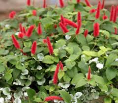 Image result for Acalypha sonderiana