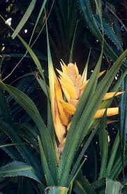 Image result for Pandanus odoratissimus