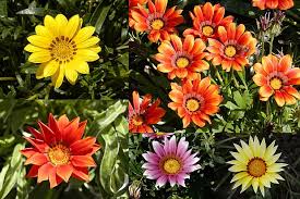 Image result for foto Gazánie