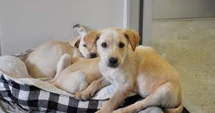 Anyone from your neighbourhood can see and come to get the pet as per. 3 Shady Things Pet Stores Don T Want You To Know Aspca