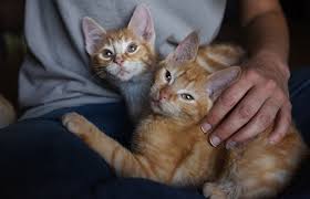 You can take your pet to a licensed veterinarian and then submit a claim to get reimbursed for issues that are covered under your pet insurance plan. Ch Kittens Help Girl With Cerebral Palsy Best Friends Animal Society