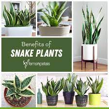 That means i may earn a small commission, at no cost to you, if you click and make a purchase. Do You Know About Snake Plant Benefits Ferns N Petals