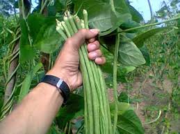 Lakukan penggemburan tanah dengan cara mencangkul tanah dengan baik. Budi Daya Tanaman Kacang Panjang Petani