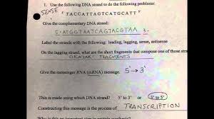 In transcription, a segment of dna serves as a template to. Wkst Protein Synthesis Practice Youtube