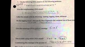 Like alphabet letters that spell out hereditary instructions. Wkst Protein Synthesis Practice Youtube