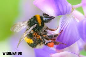 Image result for Bombus terrestris