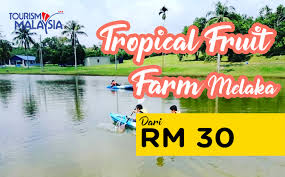 After you pay the entrance fee, you will be given a bag of dried corn to feed the ostrich or the deers. Nikmati Percutian Agro Di Melaka Gempak