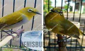 Bedanya, gula merah ditambahkan sirup molase sehingga berwarna cokelat kemerahan. Pleci Dada Putih Vs Pleci Dada Kuning Lebih Bagus Mana Jenis Burung