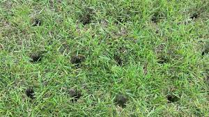 Planting zoysia grass for a new lawn. How To Fill Holes Made With The Proplugger 5 In 1 Planting Tool Proplugger