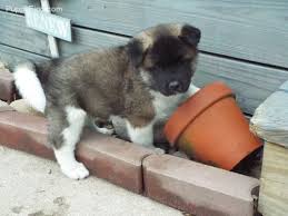 Advice from breed experts to make a safe choice. Akita Puppies For Sale Tecate Ca 205532 Petzlover