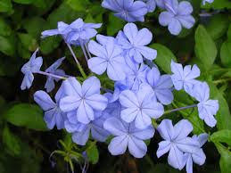 نباتات A Twitteren نبات الياسمين الأزرق Plumbago Auriculata