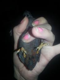 sexing button quail. | BackYard Chickens - Learn How to Raise Chickens