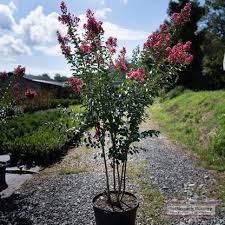 Image result for Corallocarpus triangularis