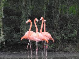 Hakim ziyech, né le 19 mars 1993 à dronten, est un footballeur international marocain évoluant au poste d'ailier polyvalent au chelsea fc. Free Image On Pixabay Flamingo Bird Nature Pink Flamingo Kostenlose Bilder Natur