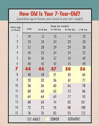 79 Exhaustive Cat Years And Dog Years Chart