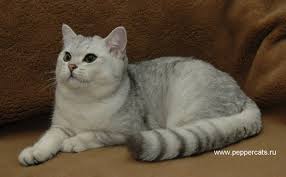 Silver Shaded British Shorthair Rearing Kittens American Shorthair Cat Pretty Cats British Shorthair