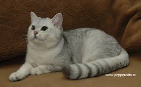 He belongs to the cattery kotoffski. British Shorthair Cattery