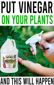We did not find results for: White Vinegar Is A Gardener S Best Friend Here Are 11 Clever Uses In The Garden Garden Remedies Home Vegetable Garden Plants