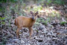 9 Unconventional Pets You Can Actually Own Pet Deer Pets Small Deer
