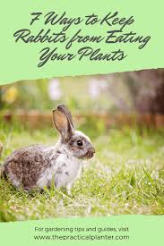 Maybe you would like to learn more about one of these? How To Keep Rabbits From Eating Your Plants 7 Effective Methods The Practical Planter