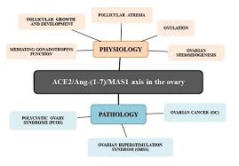 Many symptoms of ovarian cancer are hard to recognise as they are similar to conditions such as irritable bowel syndrome (ibs). Ijms Free Full Text Involvement Of Ace2 Ang 1 7 Mas1 Axis In The Regulation Of Ovarian Function In Mammals Html