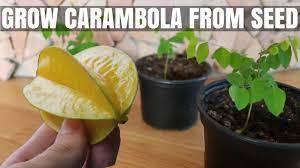 How to plant a walnut seed. How To Grow A Carambola Starfruit Tree From Seed Diy Video Youtube