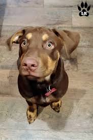 A rottweiler lab mix, the labrottie, is a strong and energetic, large dog that would make a good guard dog or protective family pet. Rottweiler Lab Mix A Lovable Malleable Breed Labrottie Com