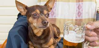 We did not find results for: Dogs Beer Getting To The Bottom Of Hops Toxicity Dog Beer Pet Safety Dogs