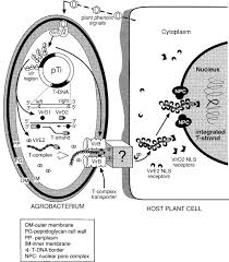 A plant cell is bounded by a cell wall and the living portion of the cell is within the walls and is divided into two portions: Transfer Dna An Overview Sciencedirect Topics