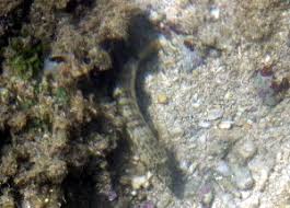 平成30年度 てだこ環境調査団 生きもの観察会