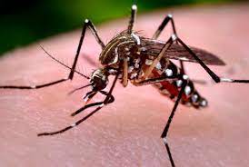 Well, you're in the right place. Meet The New Mosquito Spreading Misery In California